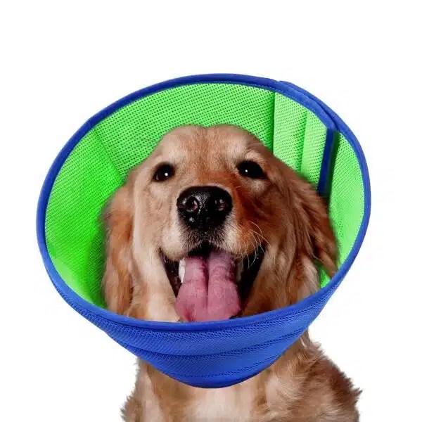 Best Cone For Dogs Top 5 Options For Comfortable Healing Alpha Paw