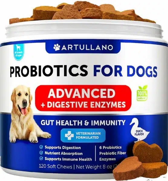Best Human Probiotics For Dogs Boost Your Pet's Gut Health With These Top Picks Alpha Paw