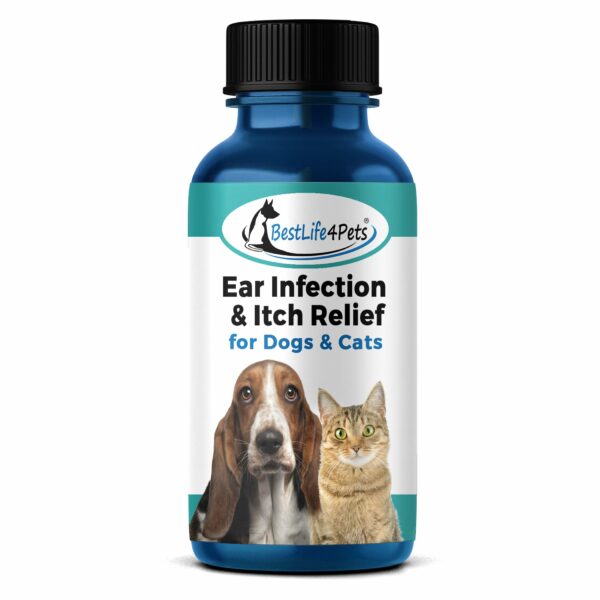 Best Antibiotic For Dog Ear Infection Expert Alpha Paw