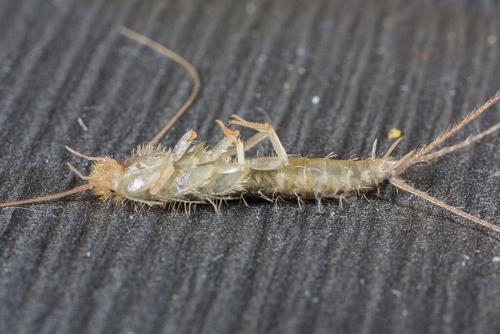 6 Sneaky Signs of Silverfish