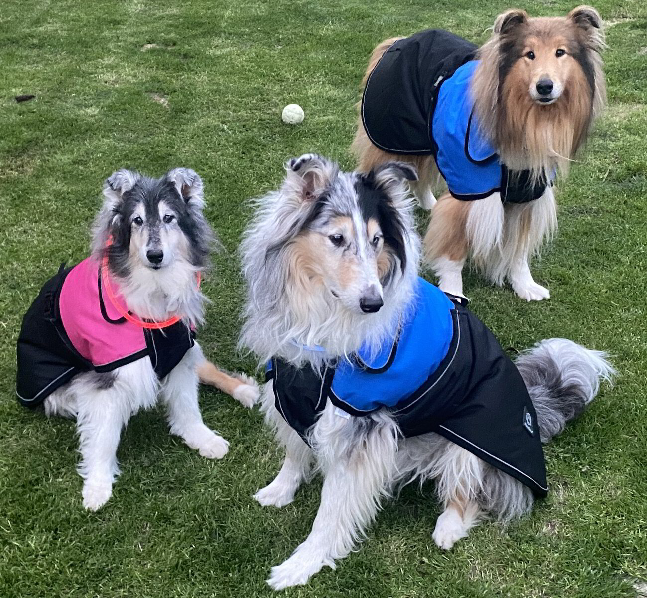 Pet One Blizzard Dog Coats