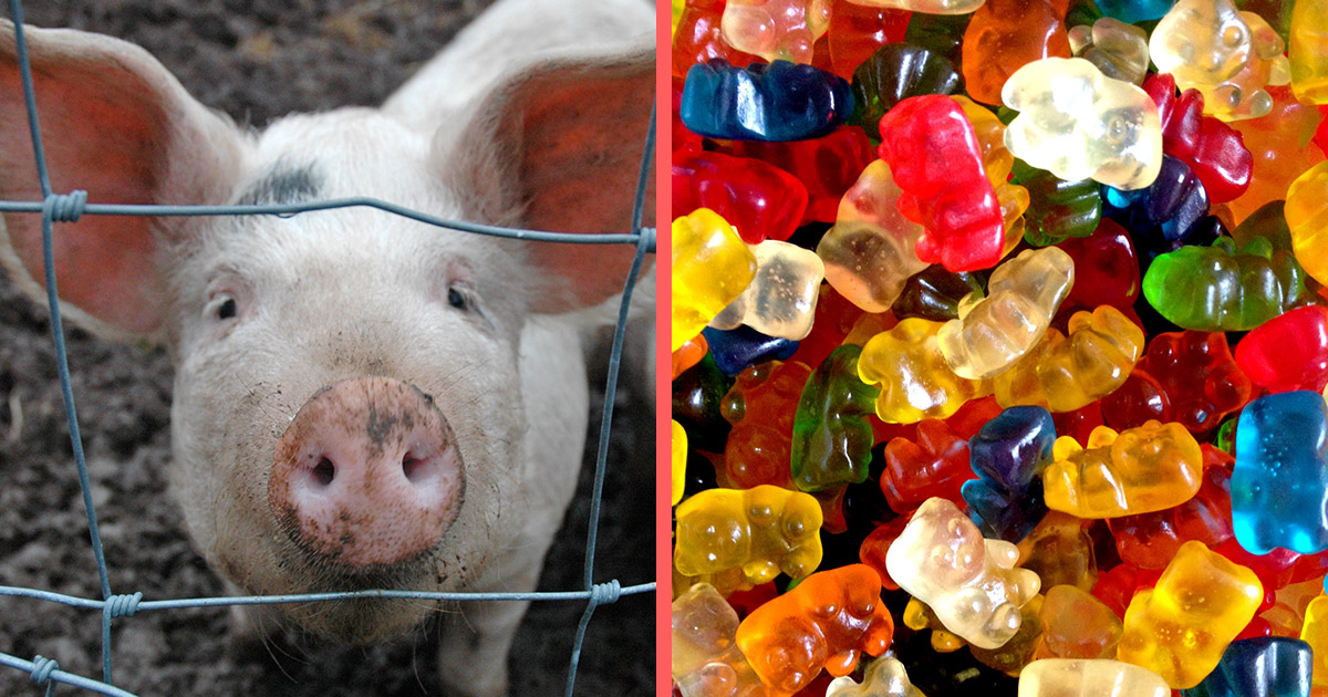 How Gummy Candy Is Made ATTN