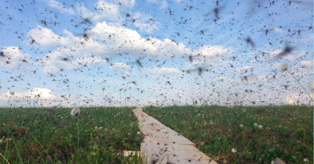 Why California Has 20 Million More Mosquitoes Now ATTN