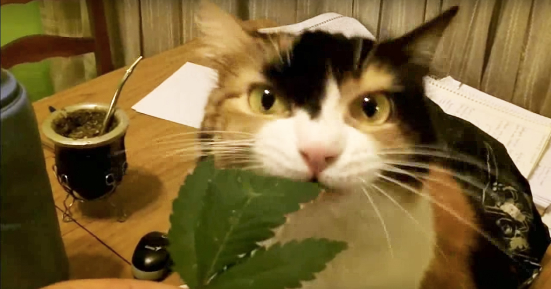 How Marijuana Affects Your Pets ATTN