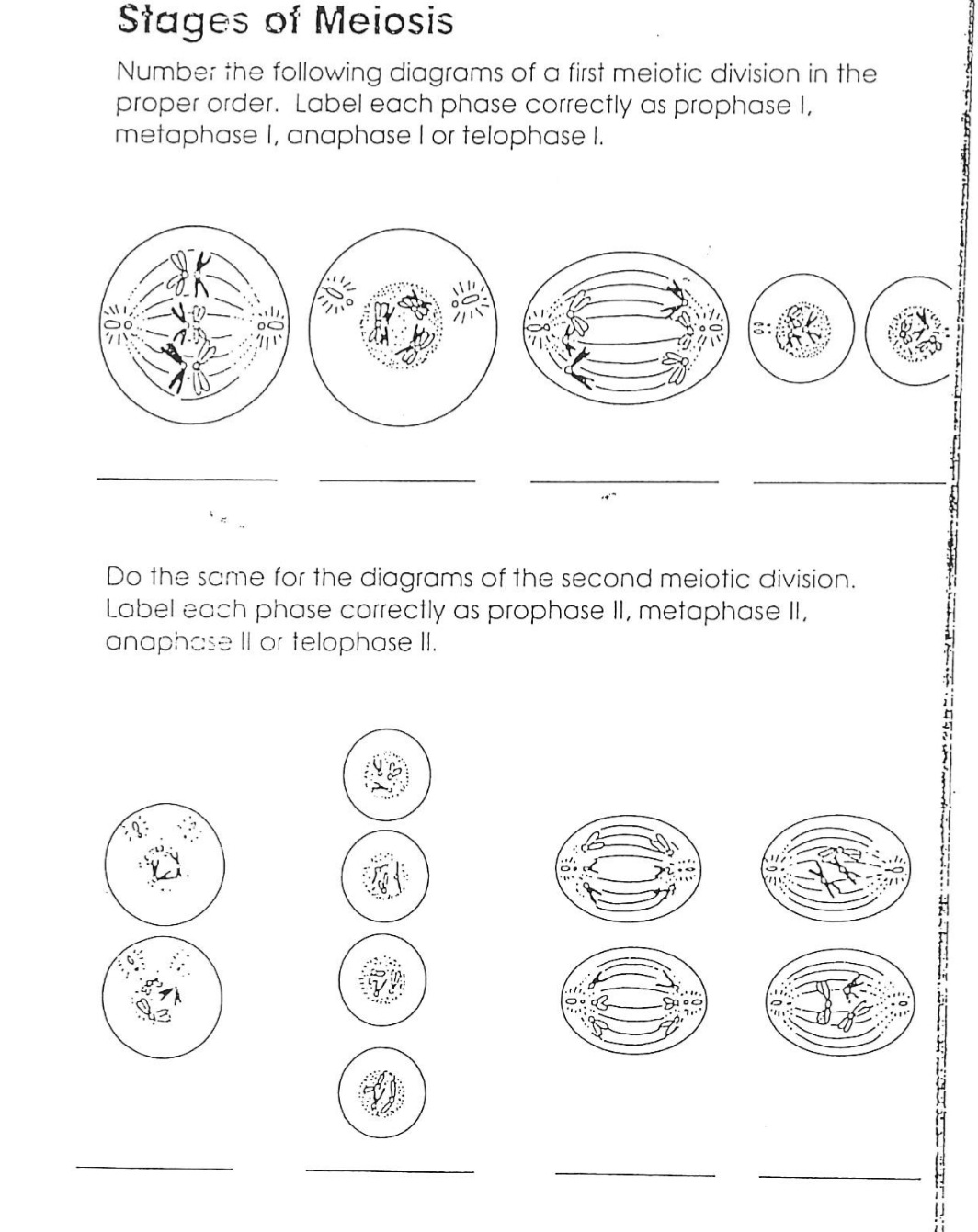 Stages Of Meiosis Worksheet