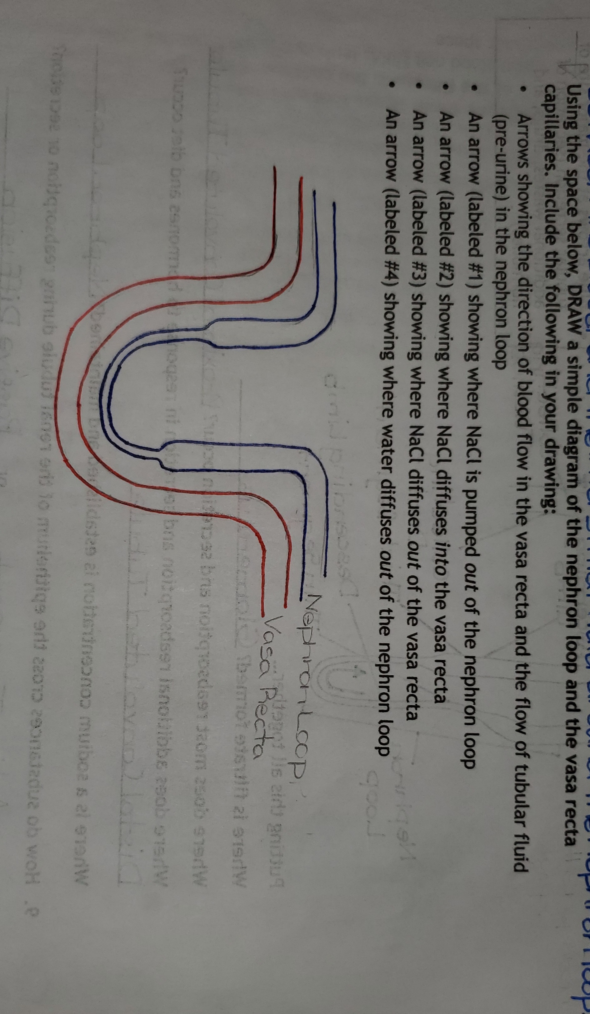 Function Of Vasa Recta