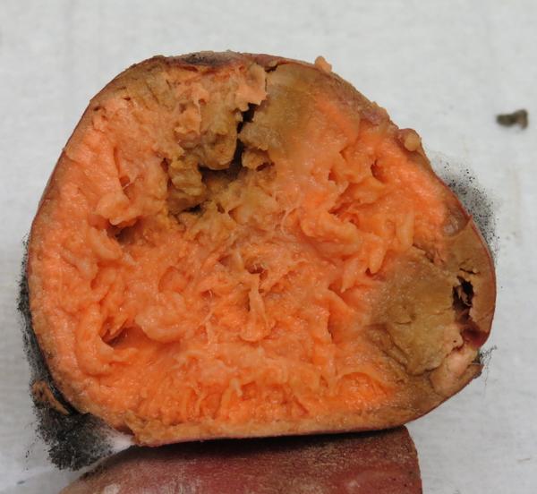 Rhizopus Soft Rot of Sweetpotato NC State Extension Publications