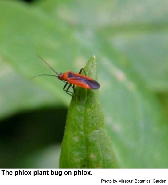 Phlox Plant Bug and Other Lopidea Plant Bugs NC State Extension