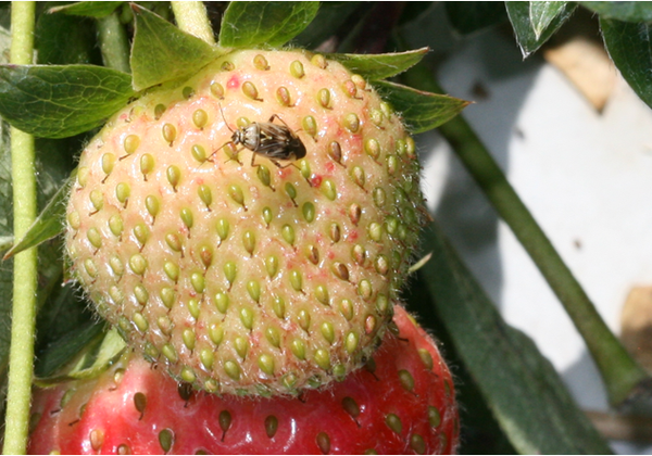 Tarnished Plant Bug in Strawberries NC State Extension Publications