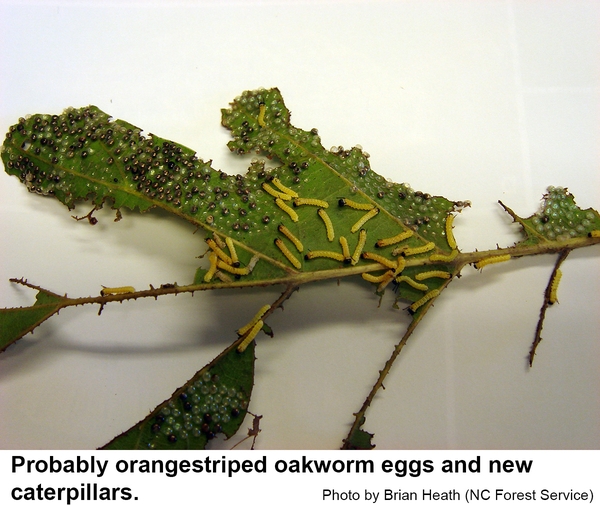 Orangestriped Oakworm NC State Extension Publications