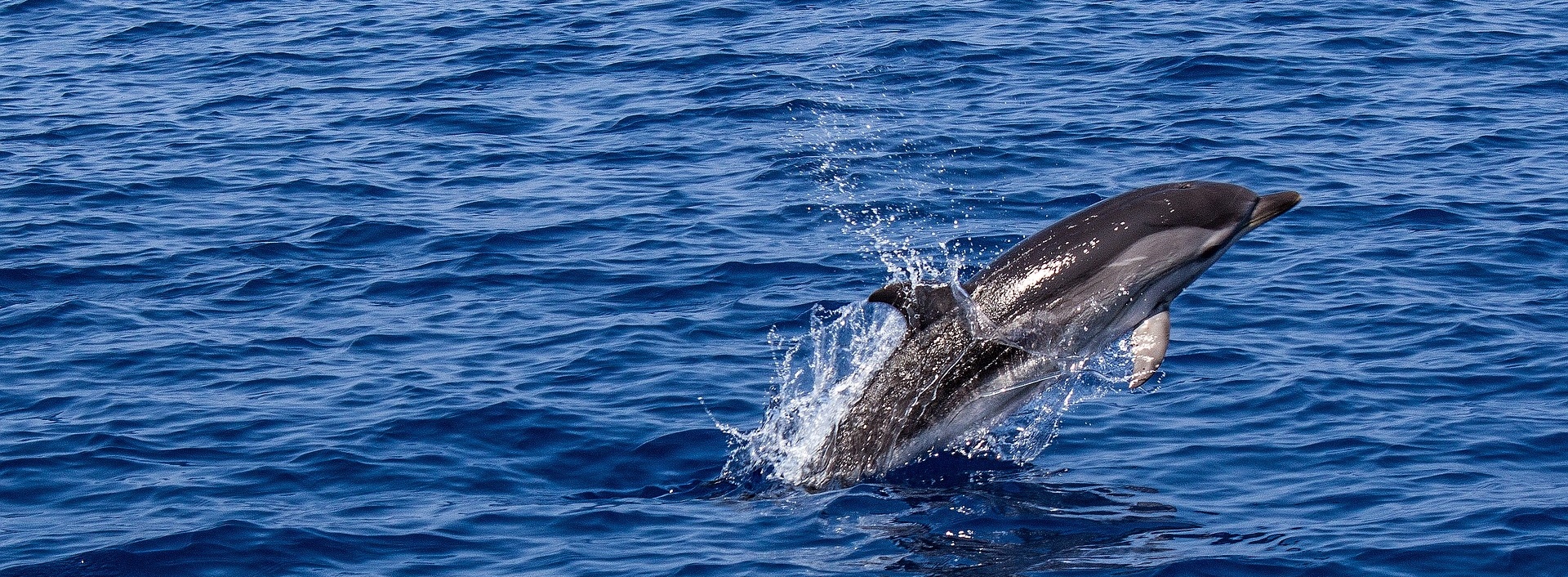 Are Dolphins Endangered? Find out the Devastating Truth