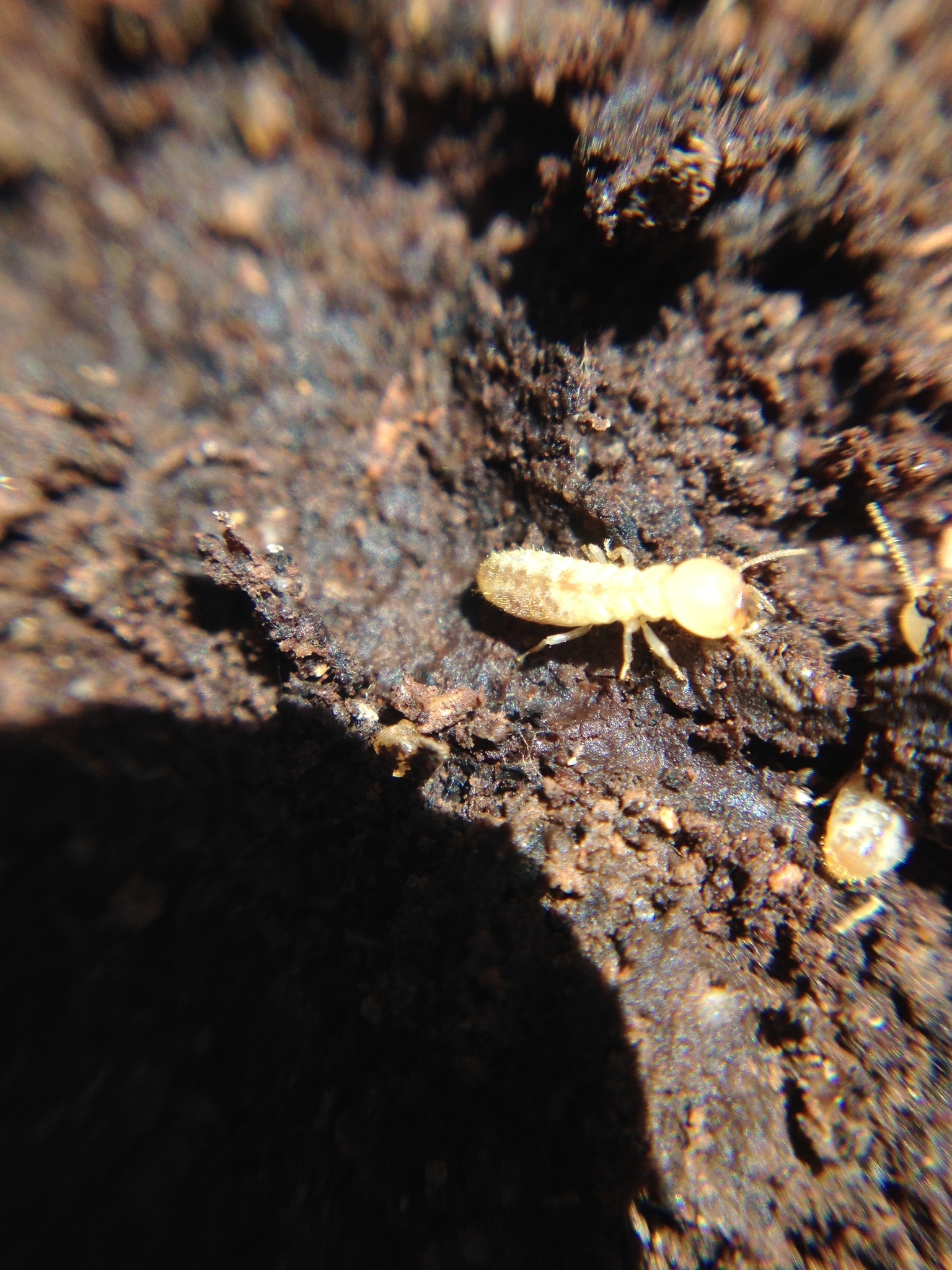 Eastern Subterranean Termite Encyclopedia Of Life