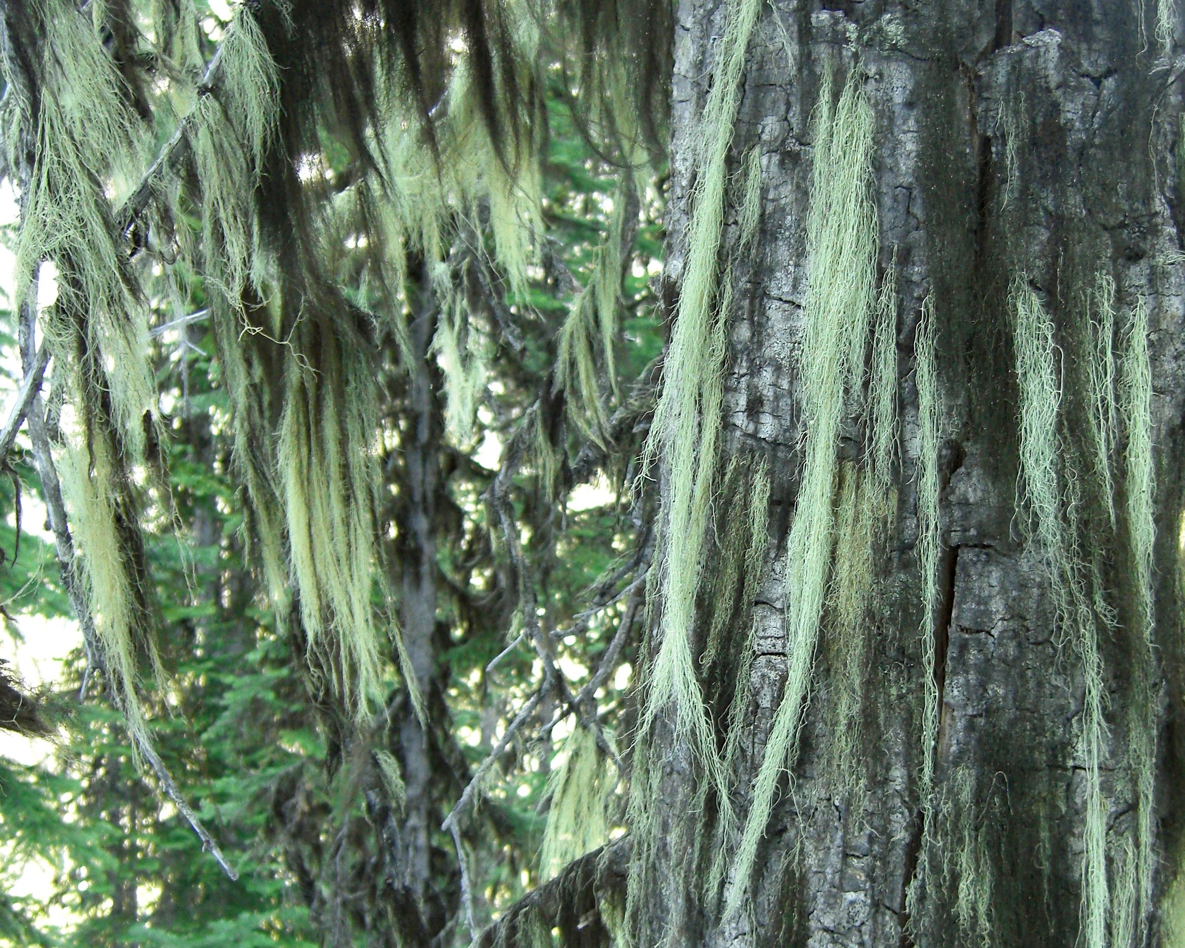 witch's hair lichen Encyclopedia of Life