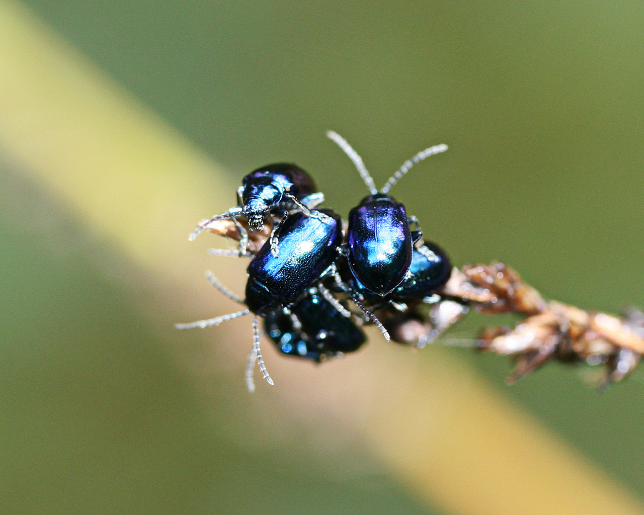 blue metallic flea beetle media Encyclopedia of Life