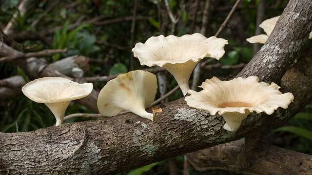 Lentinus sajorcaju (Fr.) Fr. 1838 Encyclopedia of Life