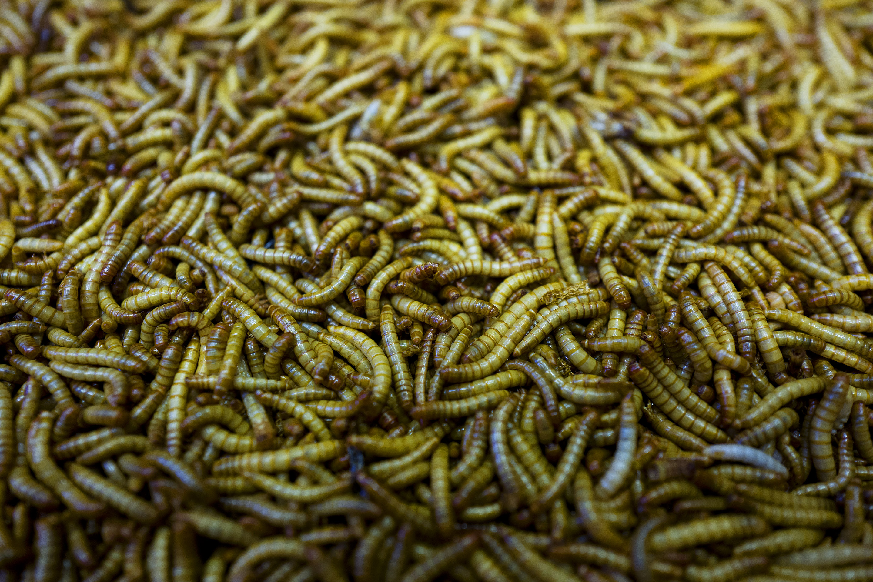 How Worms Can Help Recycle Plastic Fortune