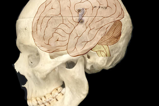 Evolution’s ‘great leap forward’ When did humans cross the