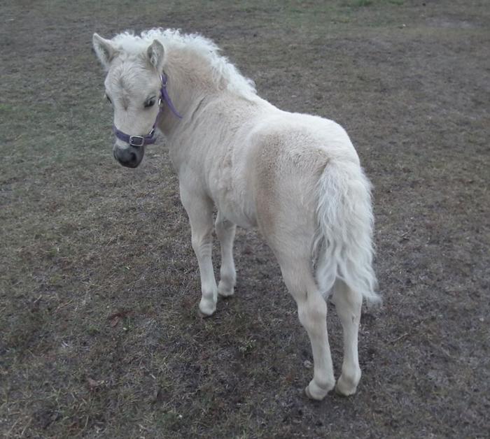 Miniature Ponies For Sale Miniature Ponies » Horsezone Page 1