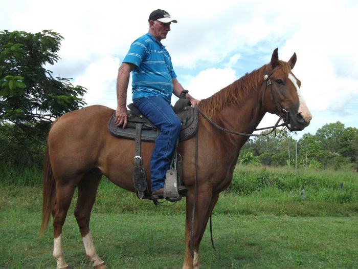 Quarter Horse Registered Chestnut Gelding Quarter horse Horsezone