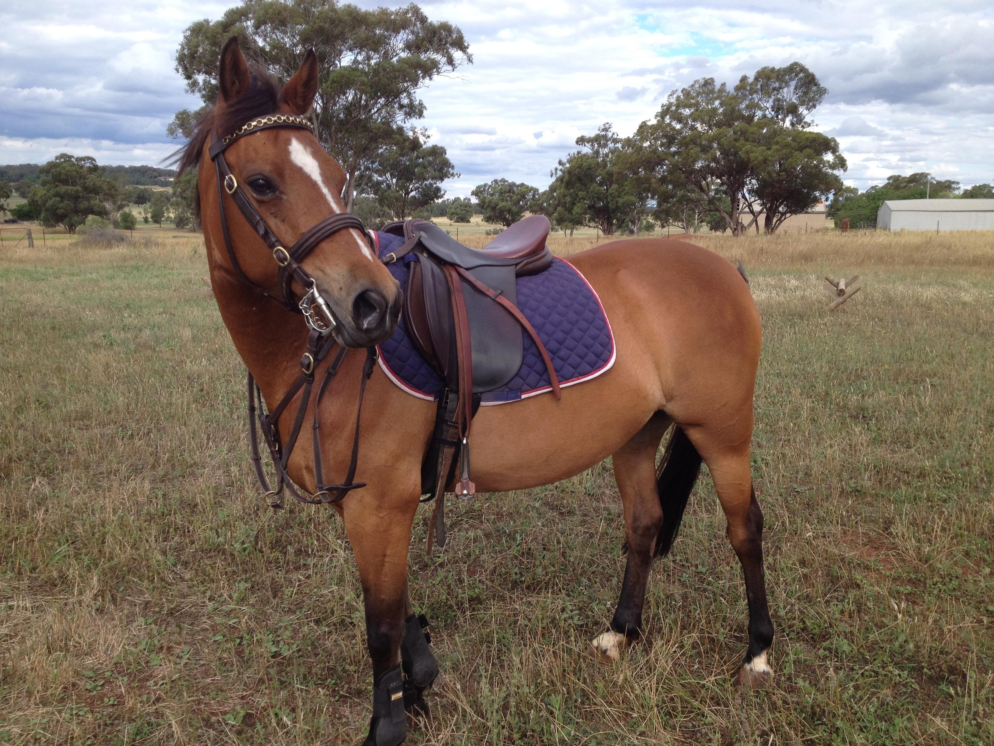 Australian Stock Horses For Sale Page 1