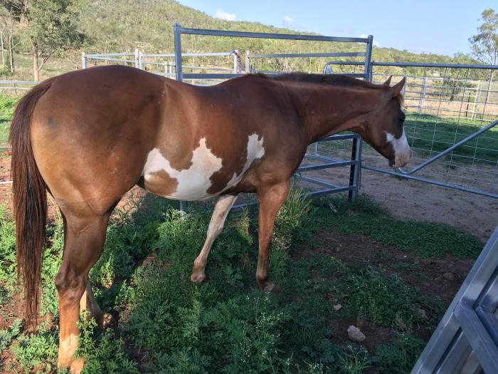 Just Shameless mare Paint Horsezone