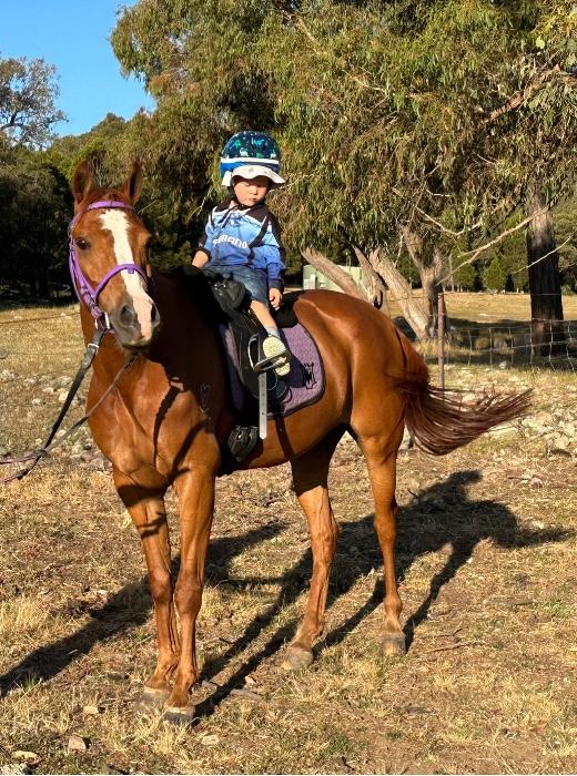 Riding Pony Horses For Sale Riding Pony Horse » Horsezone