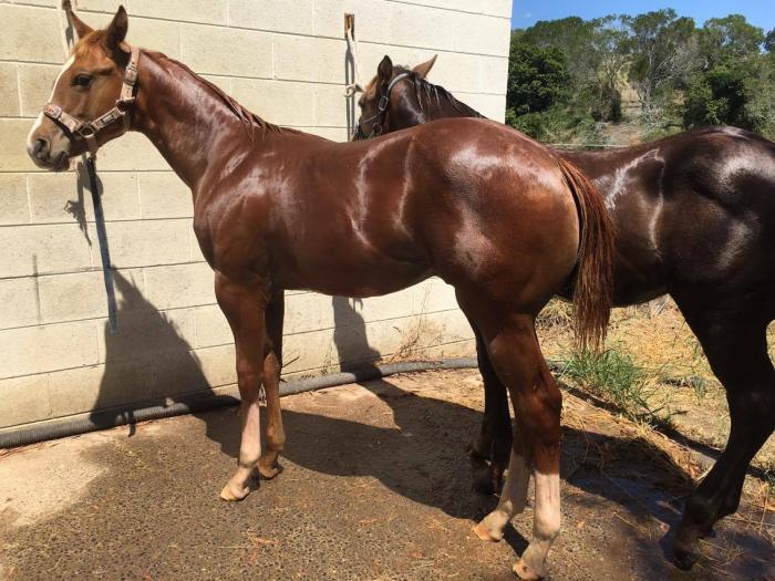 Paint Horses For Sale Paint Horse » Horsezone Page 1