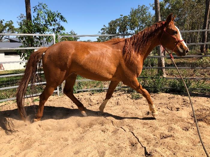 Australian Stock Horses For Sale