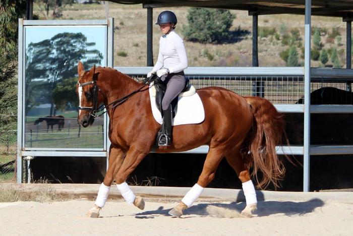 Dressage School Master Warmblood Horsezone