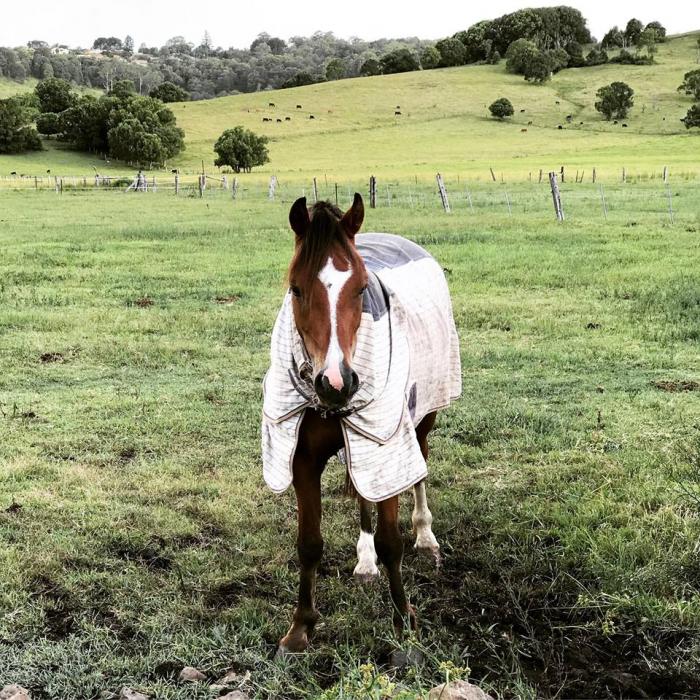 Welsh Ponies For Sale Welsh Horse » Horsezone Page 1