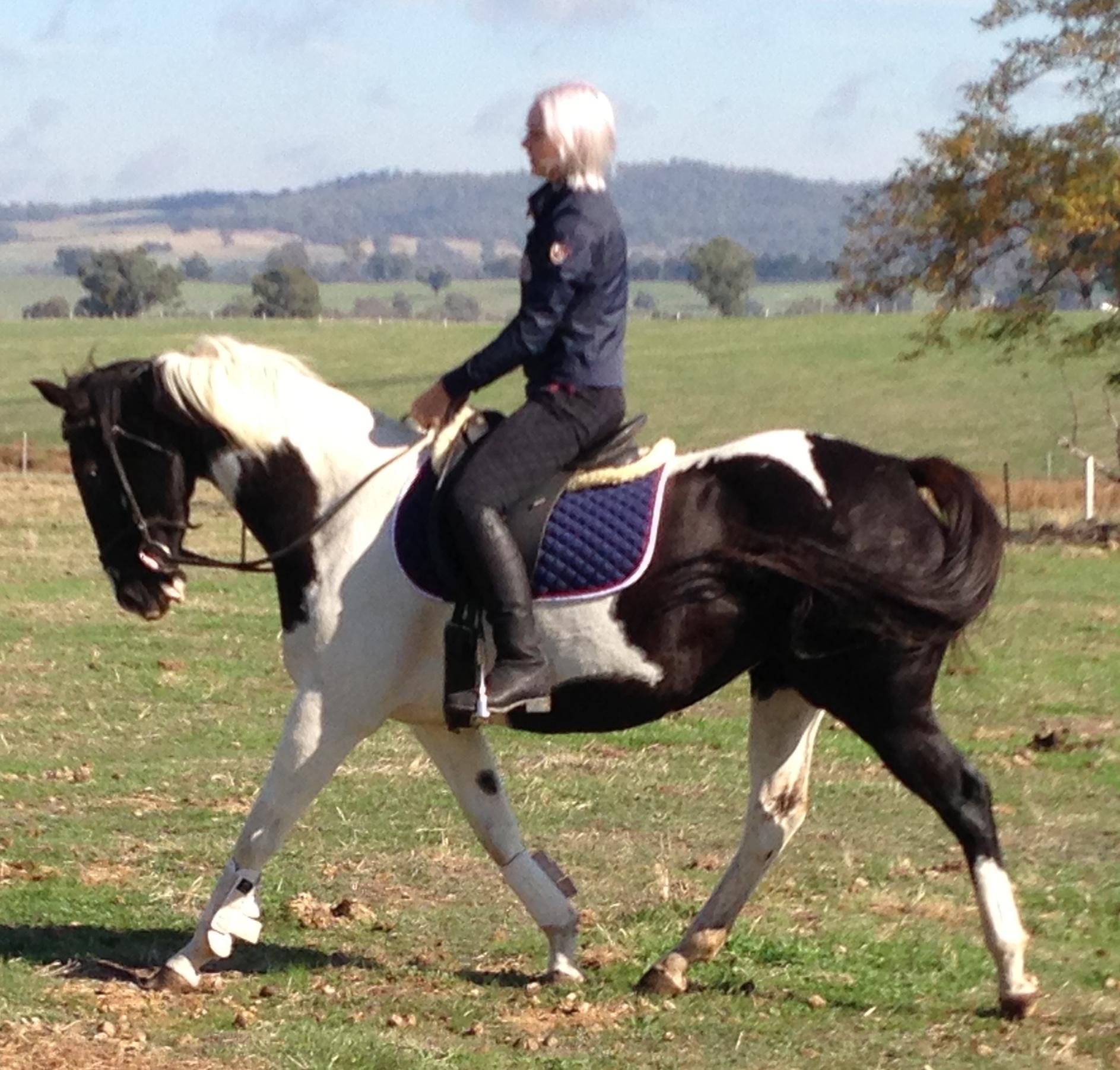 Pinto Horses For Sale Pinto Horse » Horsezone Page 1