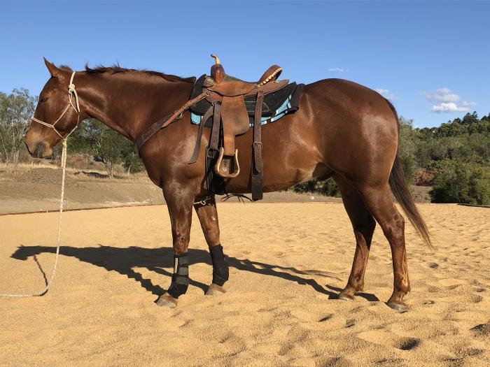 Quarter Horses For Sale Quarter horse Horse » Horsezone Page 1