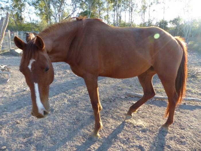 Quarter Horses For Sale Quarter horse Horse » Horsezone Page 1