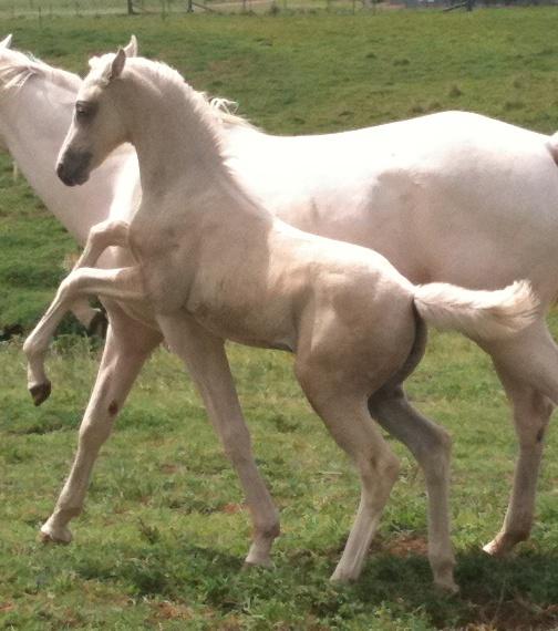 Warmblood Horses For Sale Warmblood Horse » Horsezone Page 1