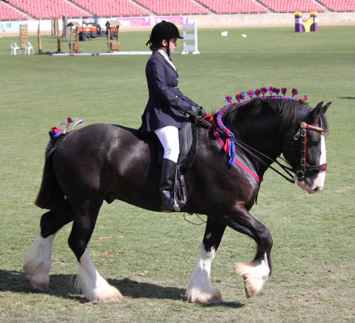 Shire Horses For Sale Shire Horse Horse » Horsezone Page 1