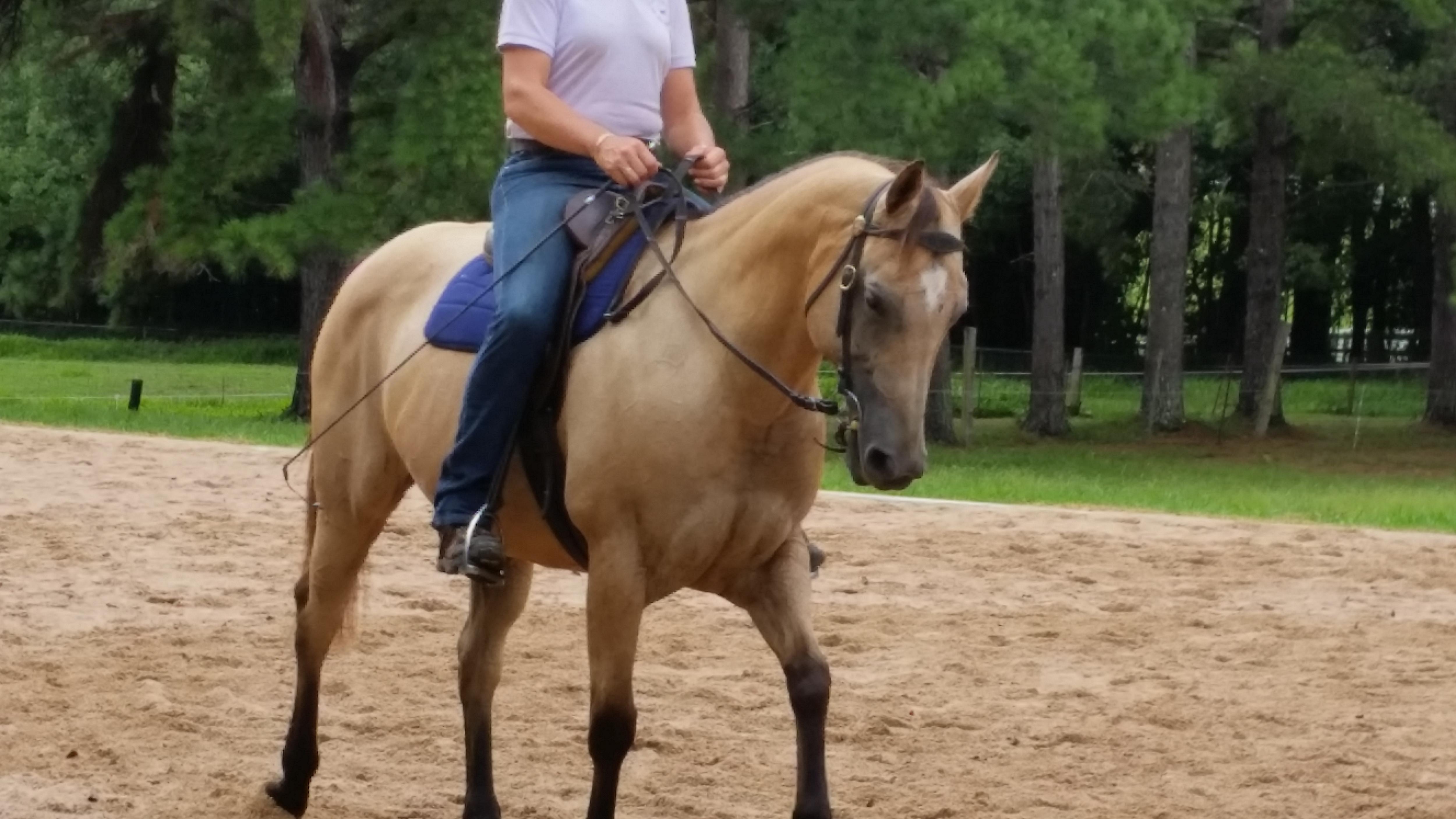 Quarter Horses For Sale Quarter horse Horse » Horsezone Page 1