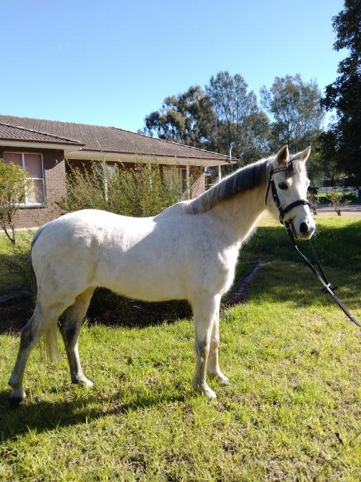 Pony For Sale Pony Horse » Horsezone