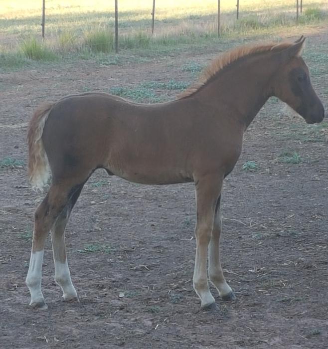 Welsh Ponies For Sale Welsh Horse » Horsezone Page 1