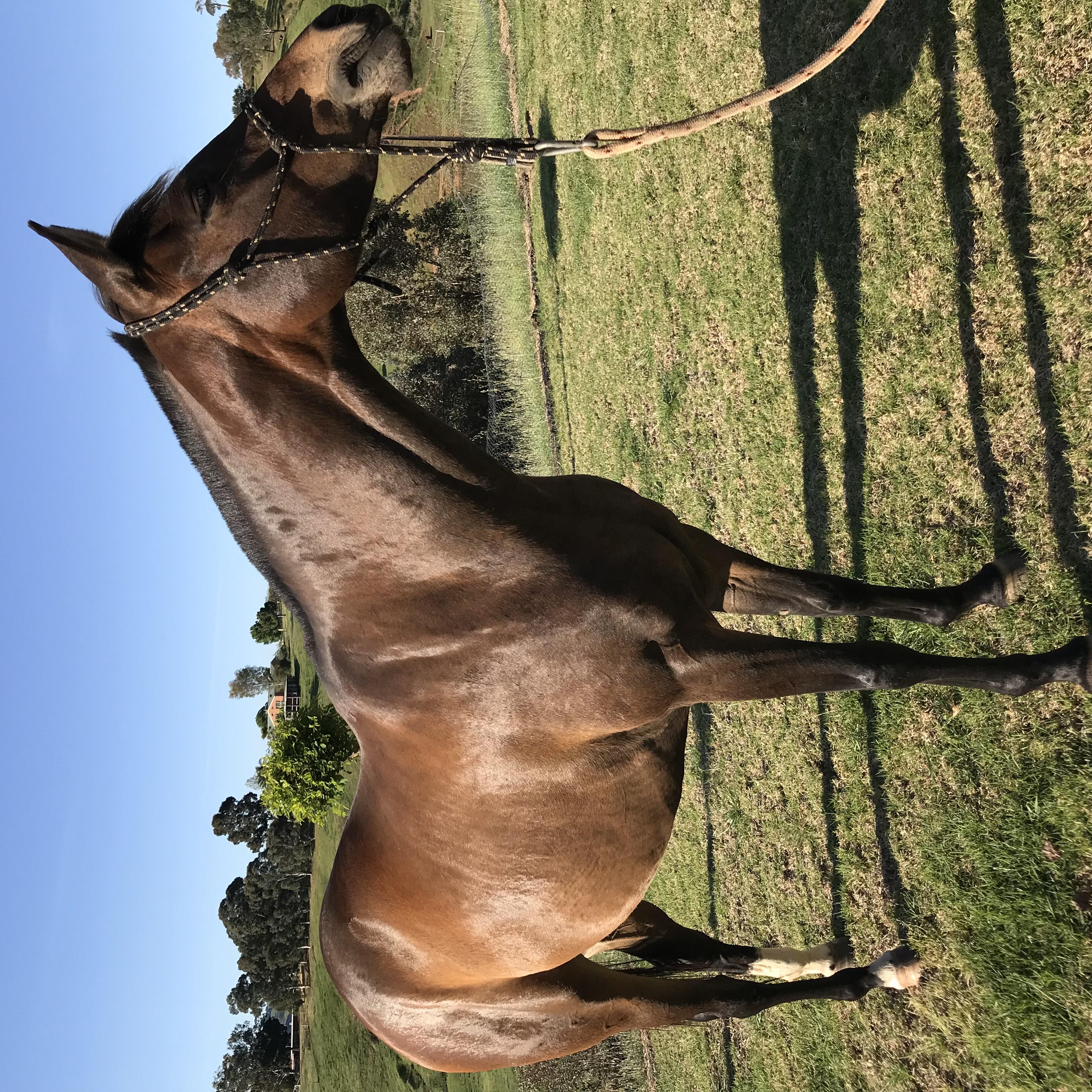 Australian Stock Horses For Sale Page 1