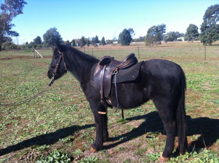 Clydesdale Horses For Sale Clydesdale Horse » Horsezone Page 2