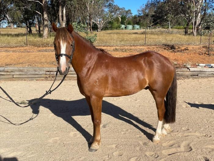 Welsh Ponies For Sale Welsh Horse » Horsezone