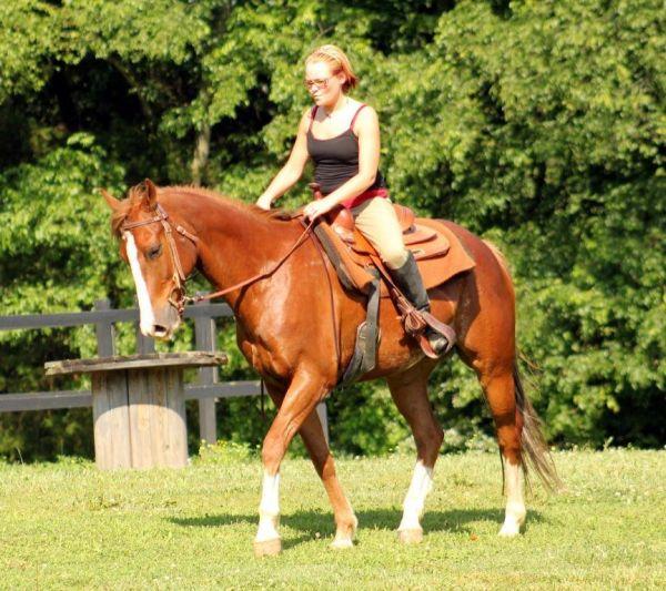 Quarter Horses For Sale Quarter horse Horse » Horsezone Page 3