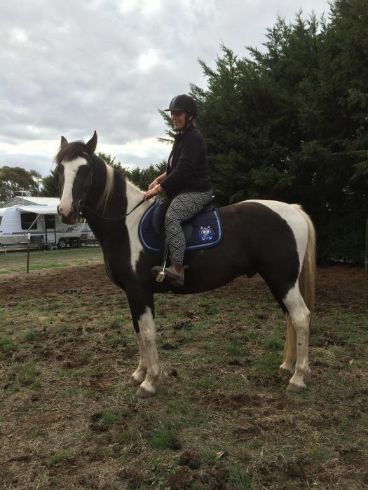 Clydesdale x Quarter Horse Clydesdale Horsezone