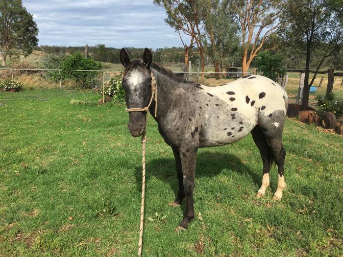 Appaloosa Horses For Sale Appaloosa Horse » Horsezone Page 1