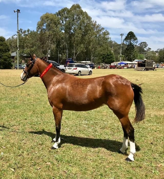 Welsh Ponies For Sale Welsh Horse » Horsezone