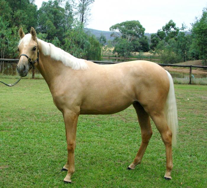 Palomino Filly Warmblood Horsezone