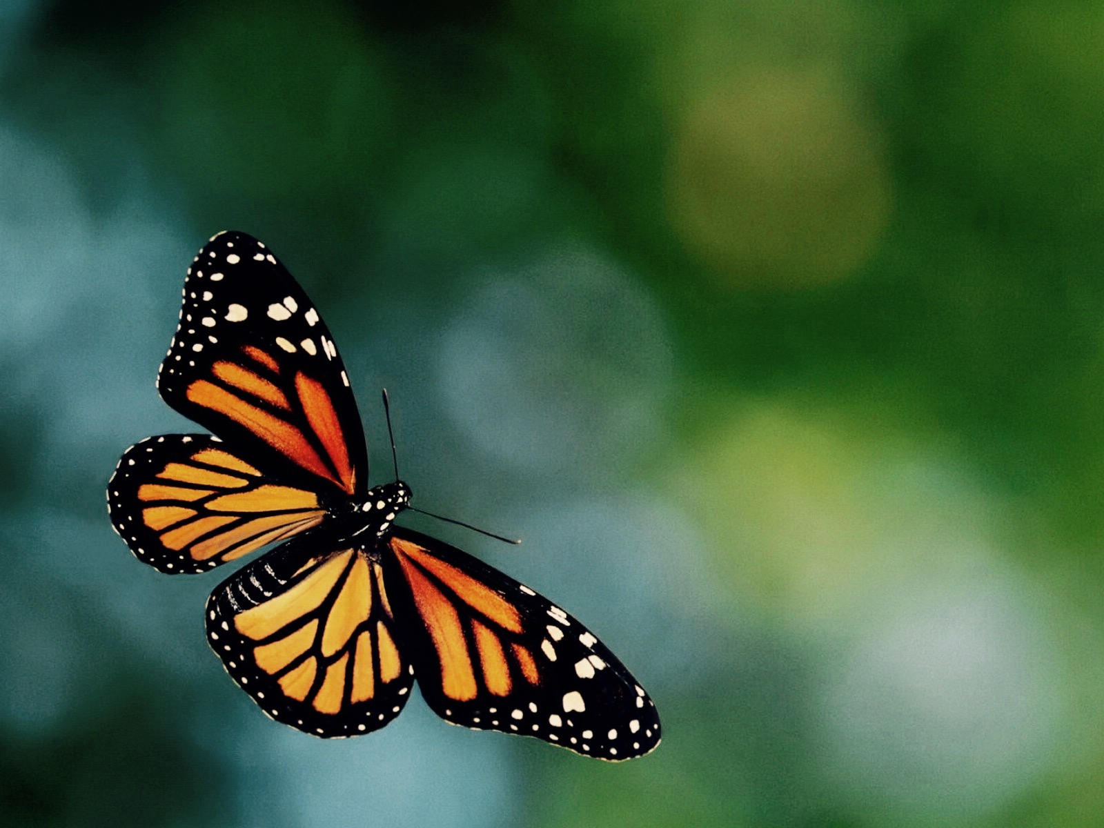 Butterfly Meme Generator