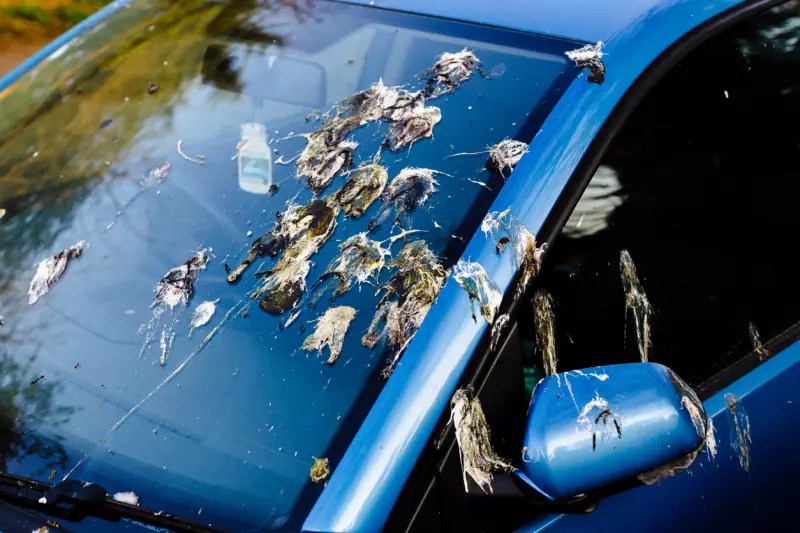 How to Remove Bird Poop Stains from Your Car