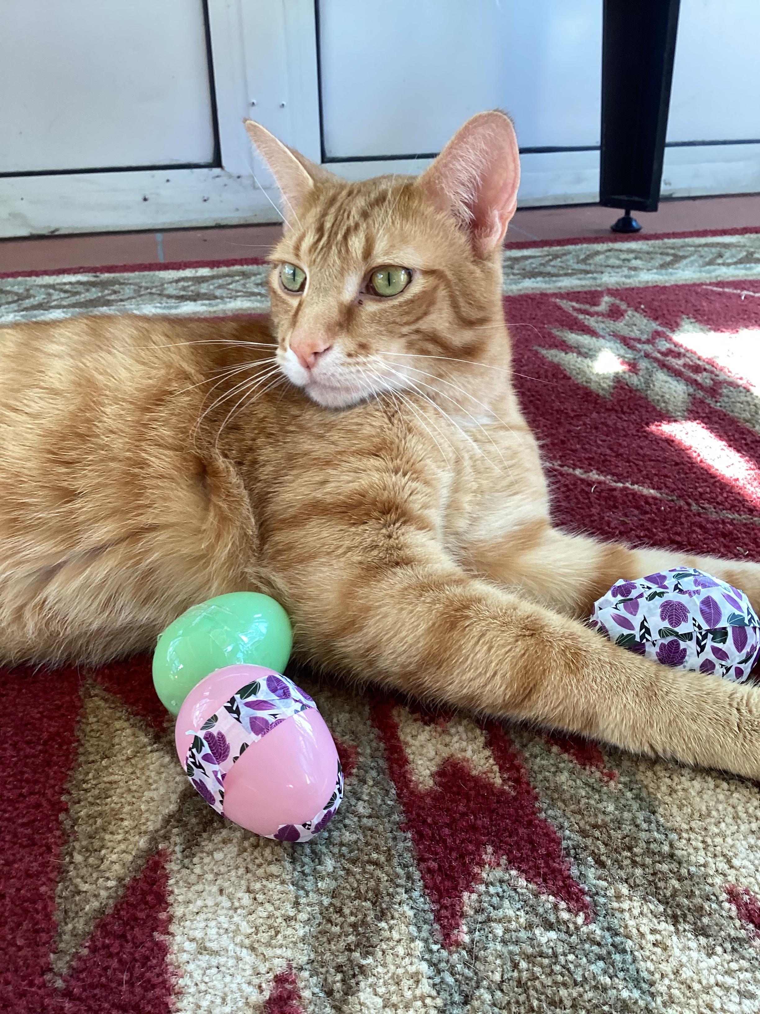 Super Easy Easter Egg Cat Toy in Two Easy Steps! 3 Steps Instructables