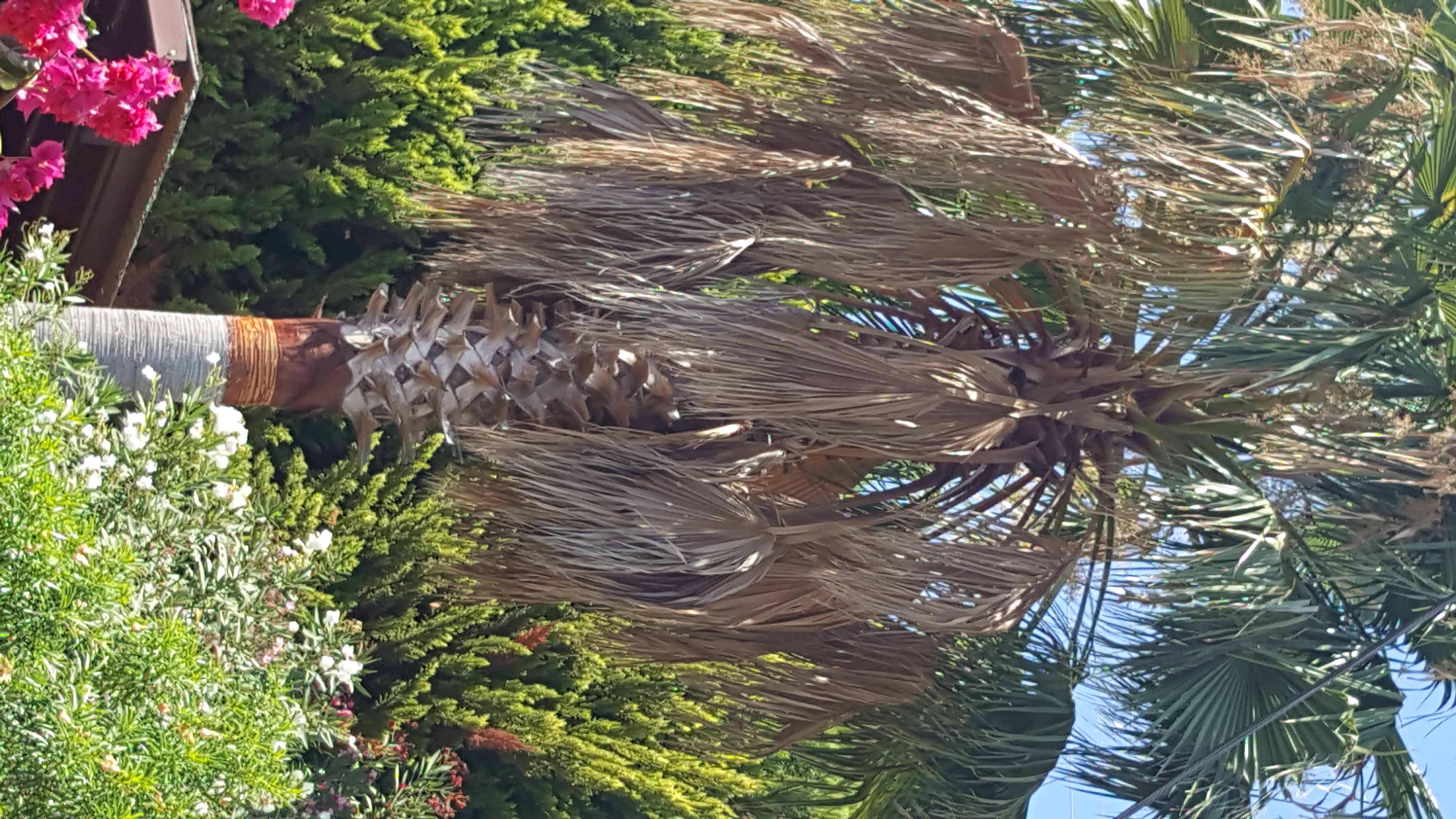 How to Cut Palm Tree's Leaves 10 Steps (with Pictures) Instructables